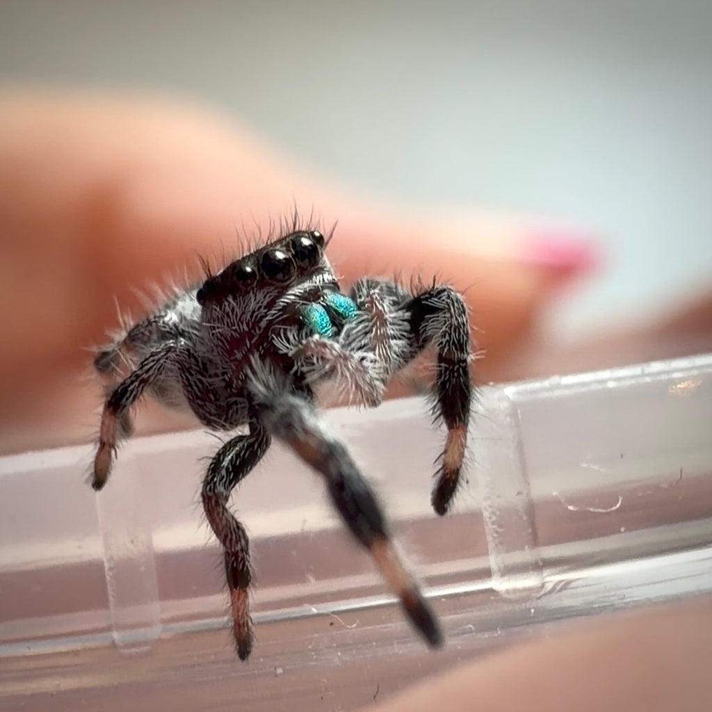 Jumping Spider Phidippus Regius - Bahamas - Male - i6 - Toto