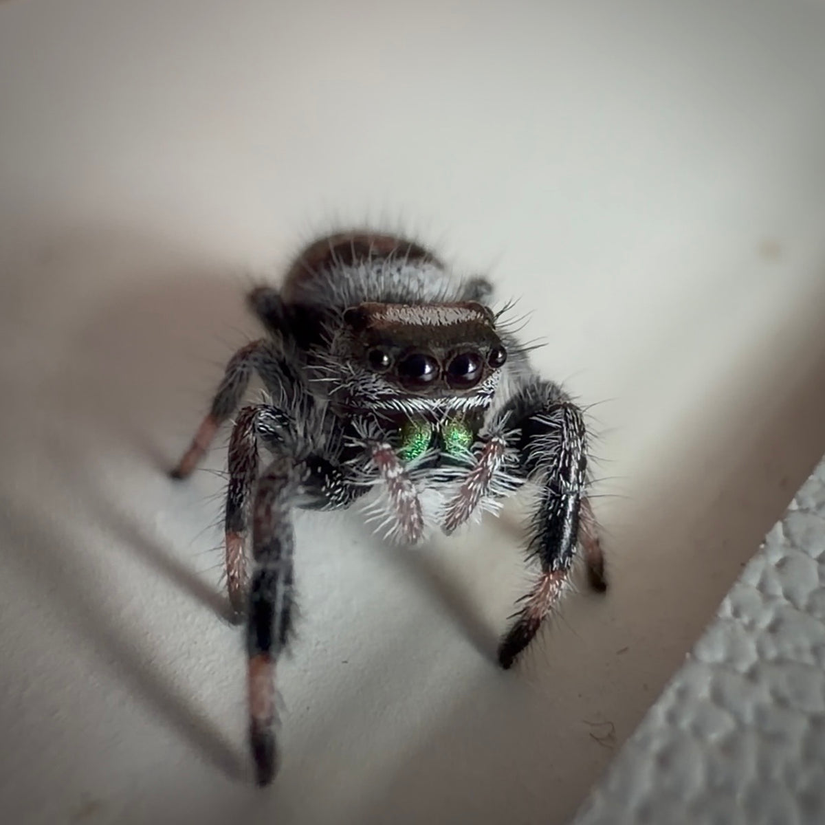 Jumping Spider Phidippus Regius - Bahamas - Male - i6 - Toto