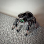 Jumping Spider Phidippus Regius - Bahamas - Male - i6 - Toto