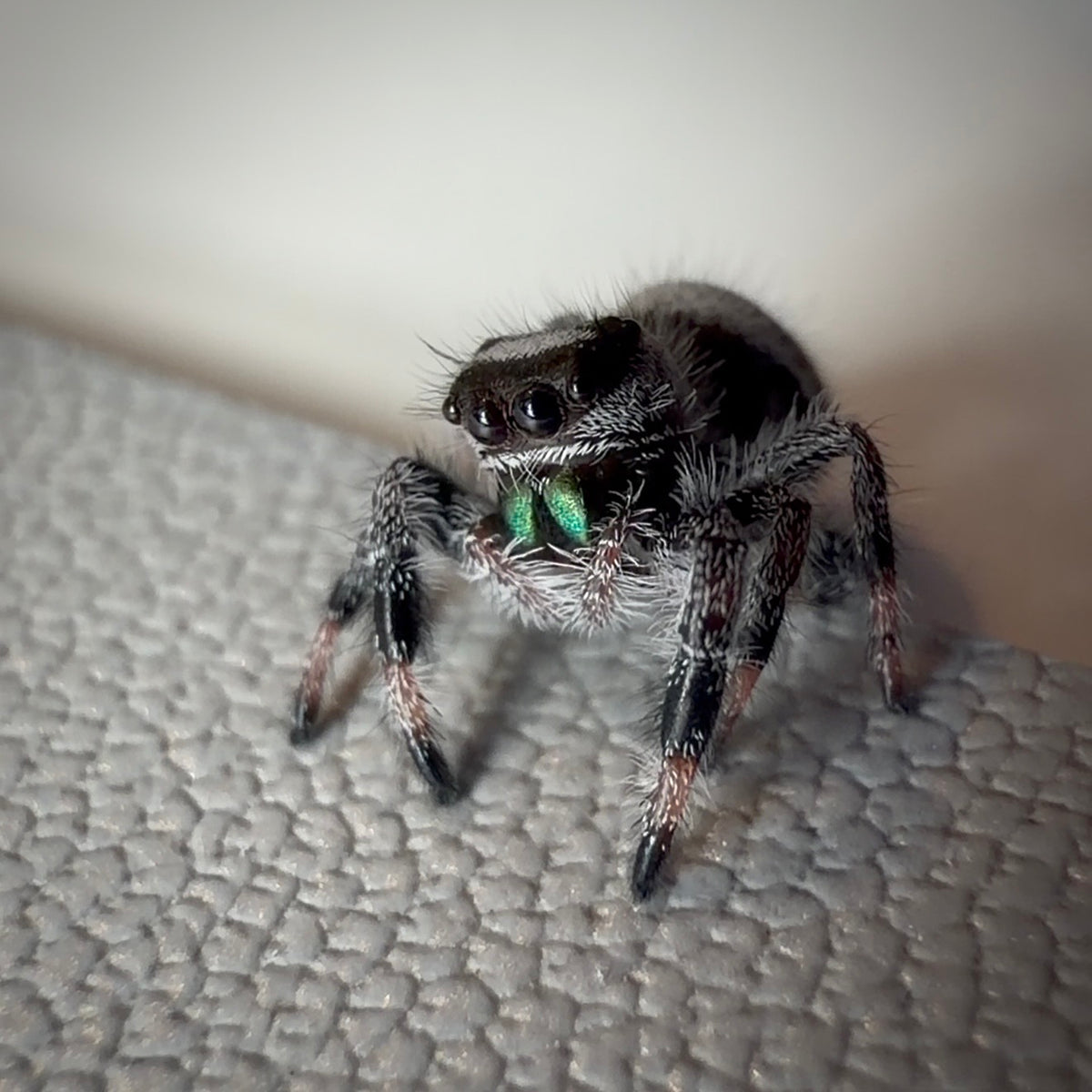 Jumping Spider Phidippus Regius - Bahamas - Male - i6 - Toto