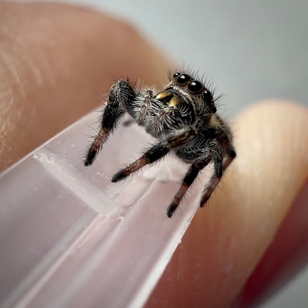 Jumping Spider Phidippus Regius - Bahamas - Female - i5/6 - Tallulah