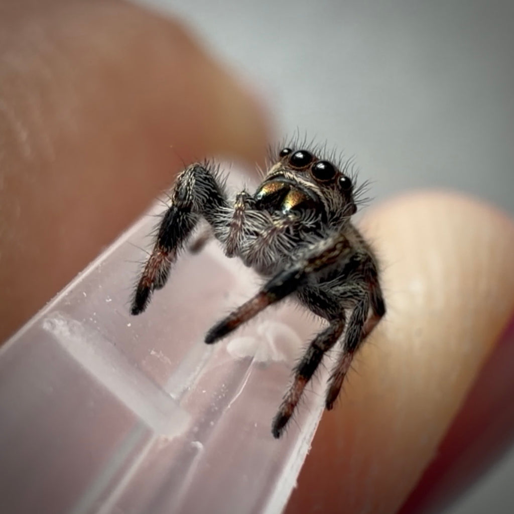 Jumping Spider Phidippus Regius - Bahamas - Female - i5/6 - Tallulah