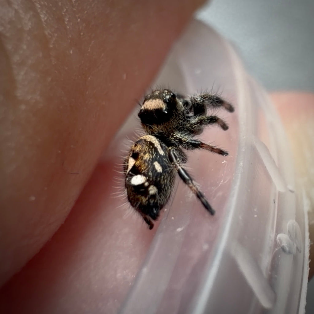 Jumping Spider Phidippus Regius - Bahamas - Female - i5/6 - Tallulah