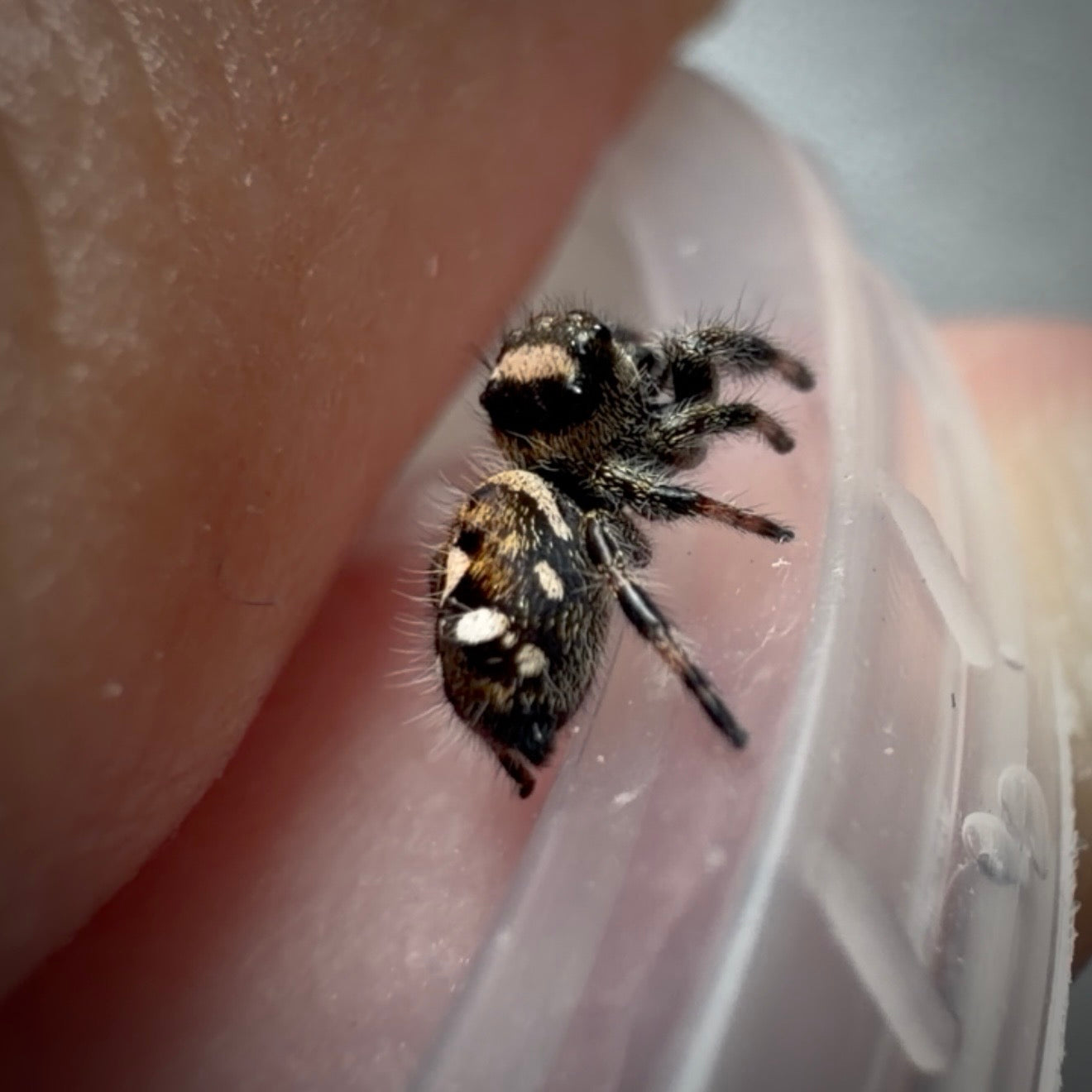Jumping Spider Phidippus Regius - Bahamas - Female - i5/6 - Tallulah
