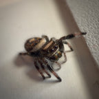 Jumping Spider Phidippus Regius - Bahamas - Female - i5/6 - Tallulah