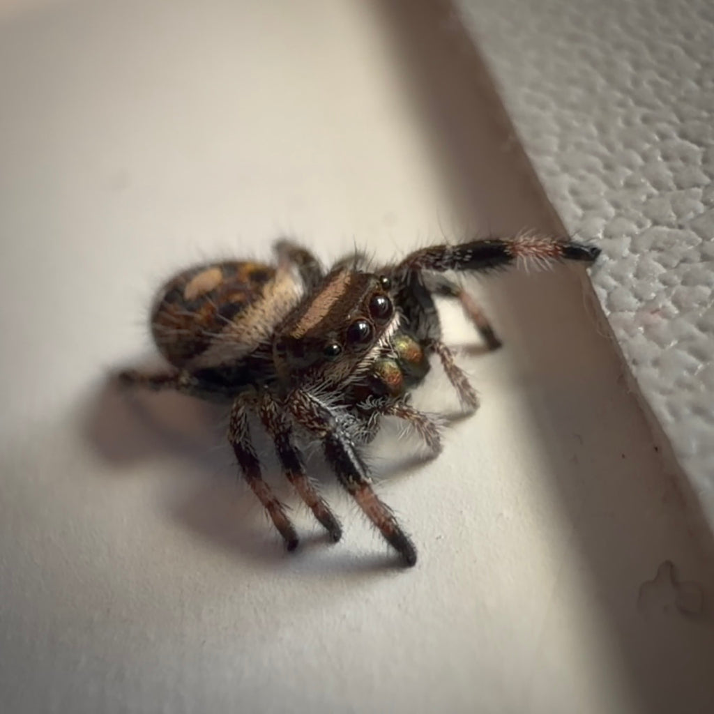 Jumping Spider Phidippus Regius - Bahamas - Female - i5/6 - Tallulah