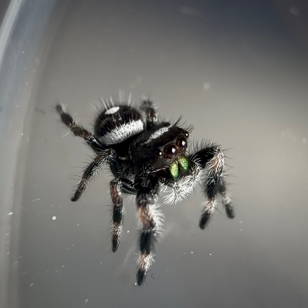 Jumping Spider Phidippus Regius - Bahamas - Male - i6 - Billy-Bob