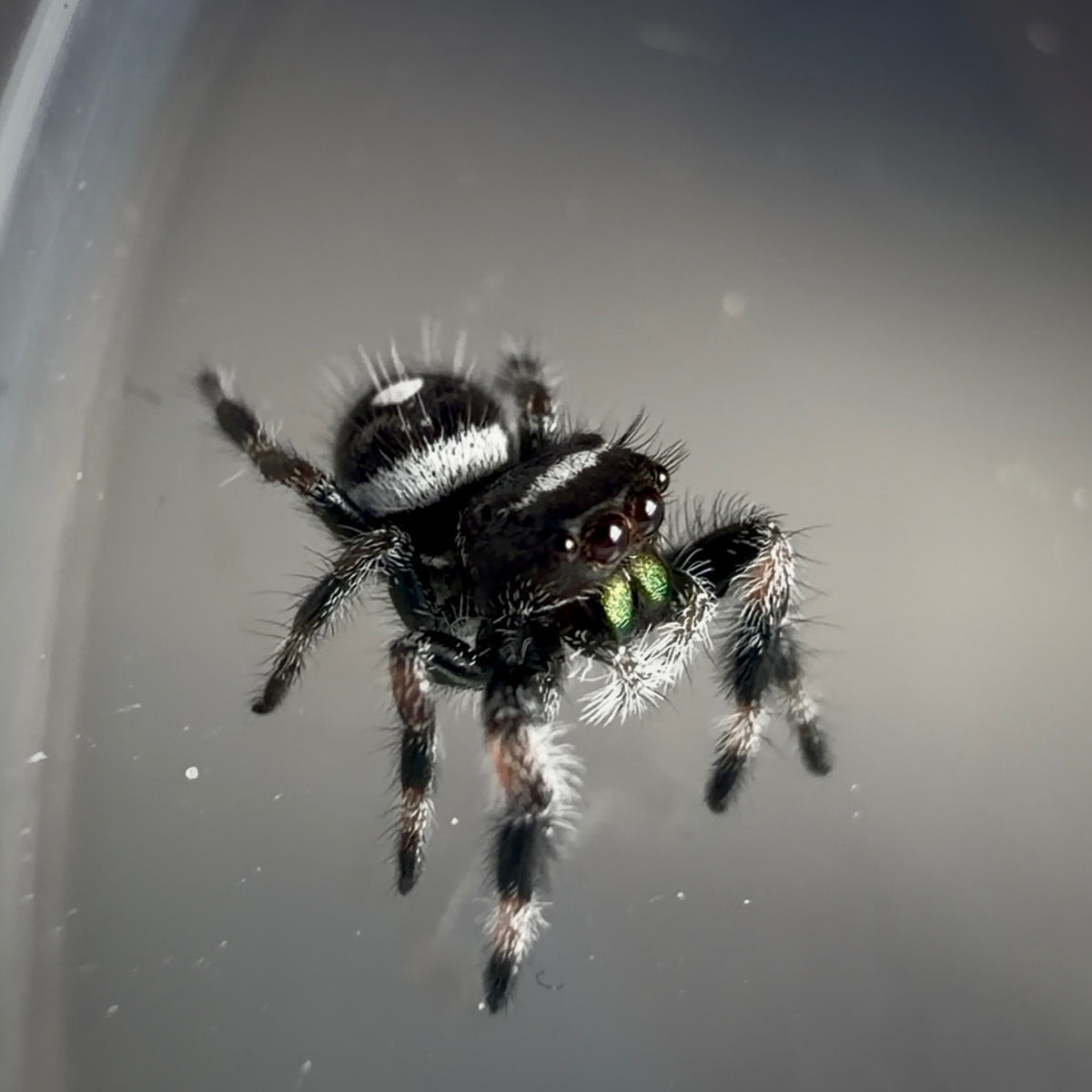 Jumping Spider Phidippus Regius - Bahamas - Male - i6 - Billy-Bob