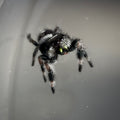 Jumping Spider Phidippus Regius - Bahamas - Male - i6 - Billy-Bob