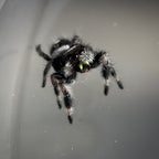 Jumping Spider Phidippus Regius - Bahamas - Male - i6 - Billy-Bob