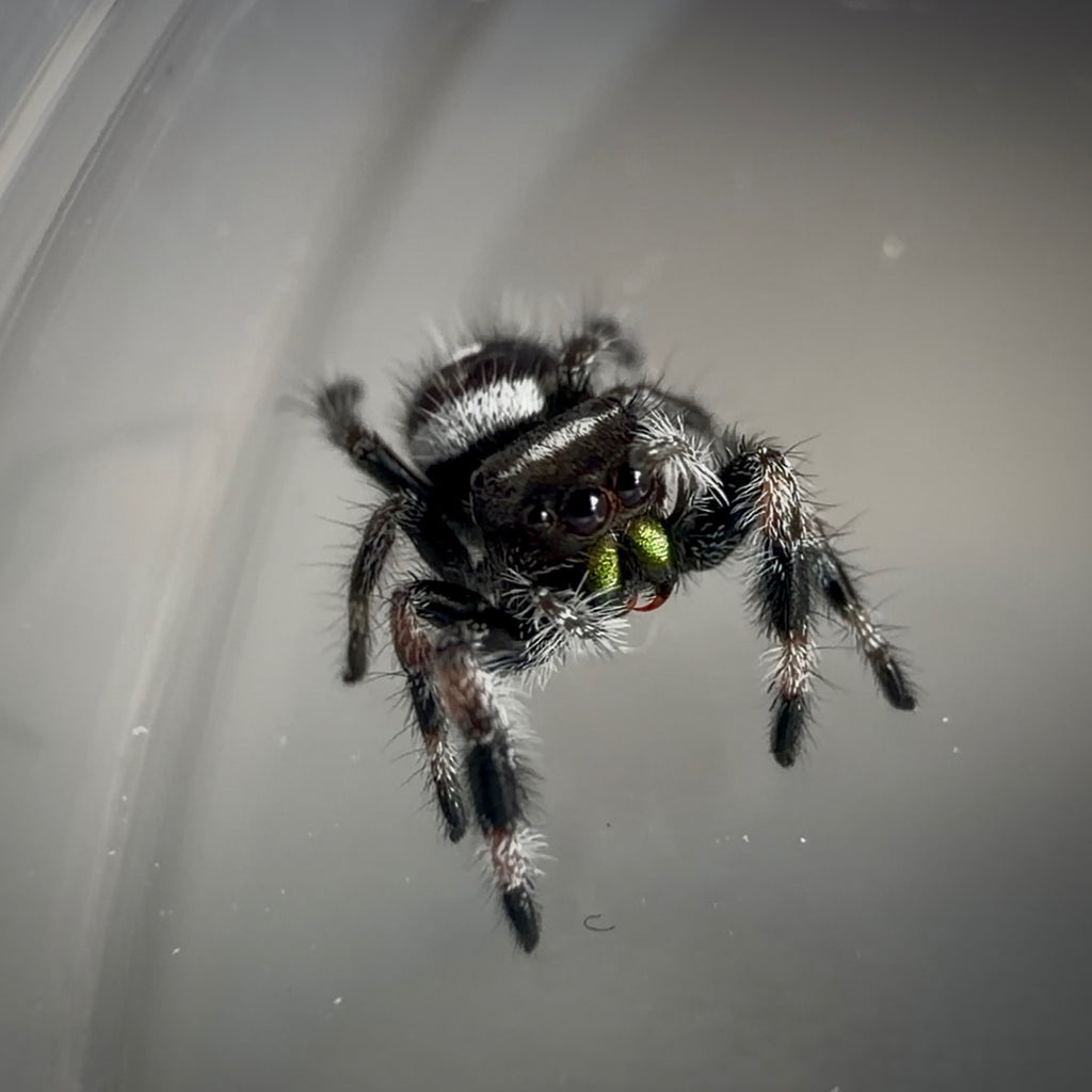 Jumping Spider Phidippus Regius - Bahamas - Male - i6 - Billy-Bob