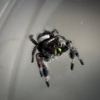 Jumping Spider Phidippus Regius - Bahamas - Male - i6 - Billy-Bob