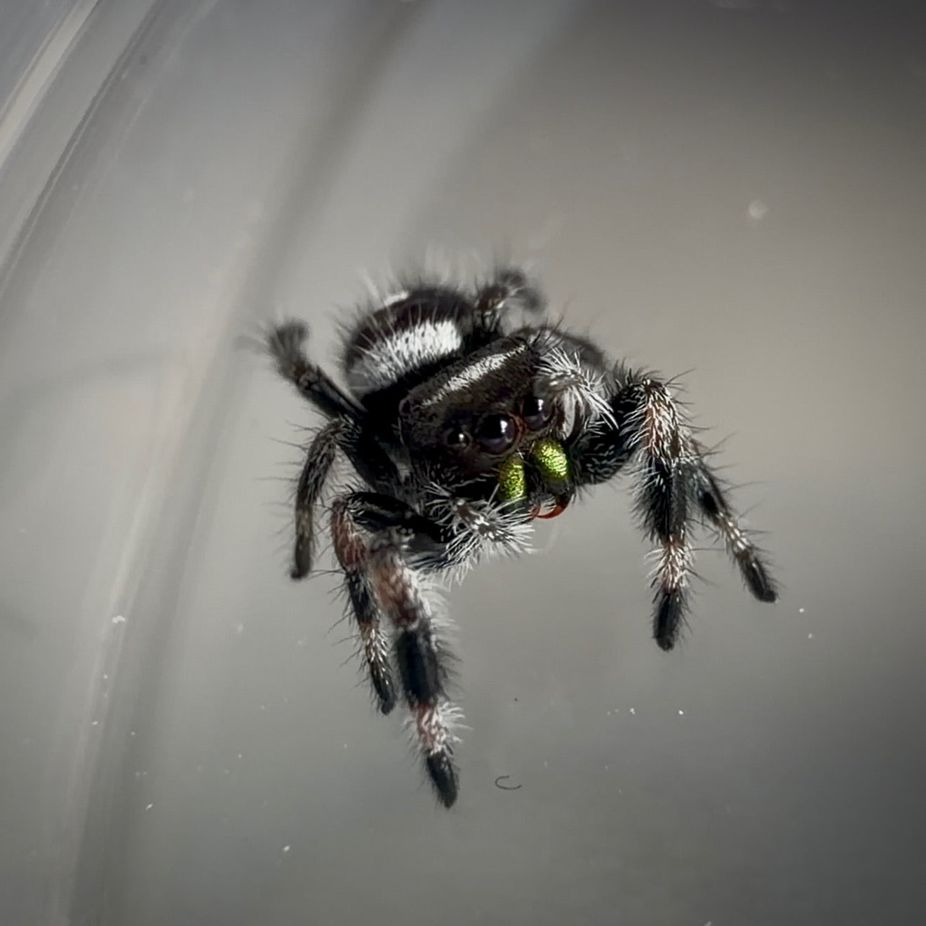 Jumping Spider Phidippus Regius - Bahamas - Male - i6 - Billy-Bob