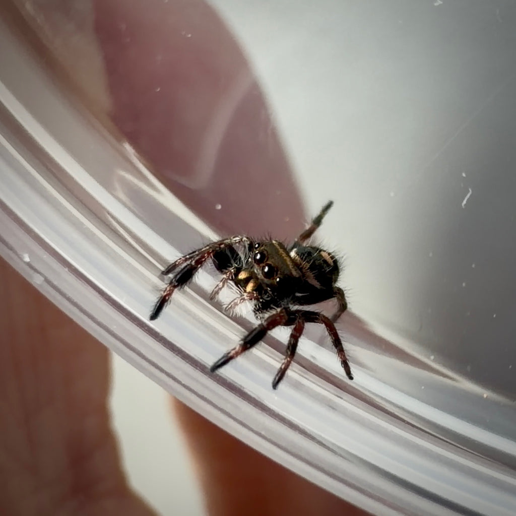 Jumping Spider Phidippus Regius - Bahamas - Unsexed - i5 - Dandy