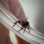 Jumping Spider Phidippus Regius - Bahamas - Unsexed - i5 - Dandy