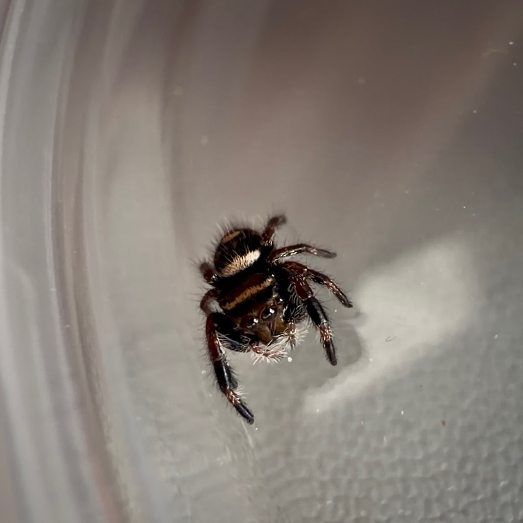 Jumping Spider Phidippus Regius - Bahamas - Unsexed - i5 - Dandy