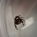 Jumping Spider Phidippus Regius - Bahamas - Unsexed - i5 - Dandy