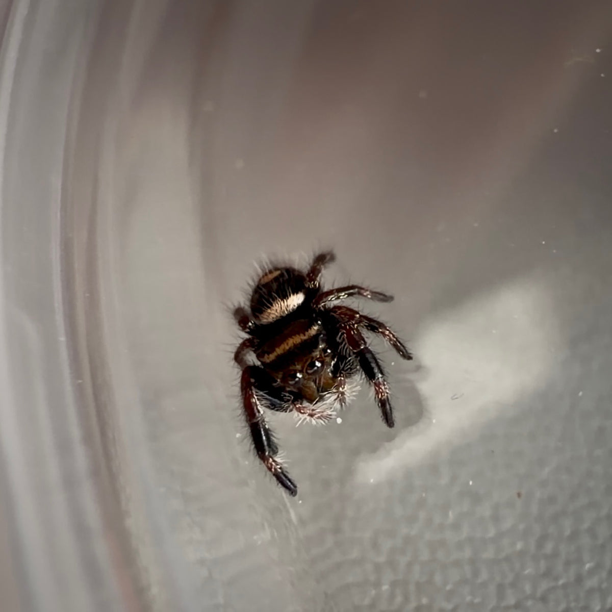 Jumping Spider Phidippus Regius - Bahamas - Unsexed - i5 - Dandy