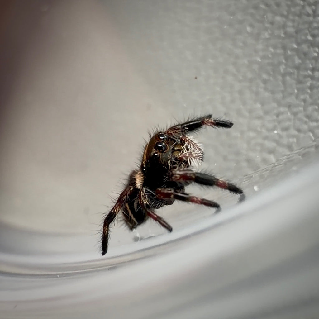 Jumping Spider Phidippus Regius - Bahamas - Unsexed - i5 - Dandy
