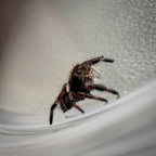Jumping Spider Phidippus Regius - Bahamas - Unsexed - i5 - Dandy