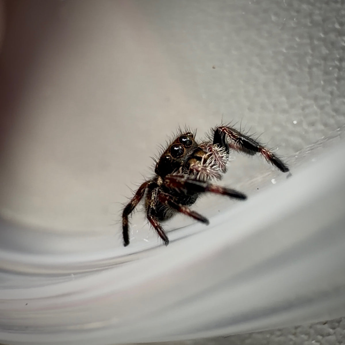 Jumping Spider Phidippus Regius - Bahamas - Unsexed - i5 - Dandy