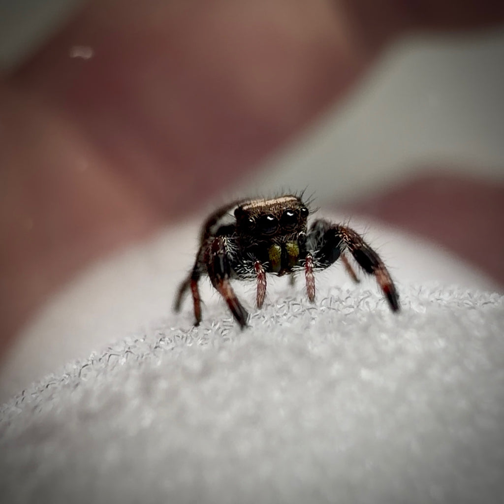 Jumping Spider Phidippus Regius - Bahamas - Unsexed - i5 - Coby