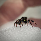 Jumping Spider Phidippus Regius - Bahamas - Unsexed - i5 - Coby