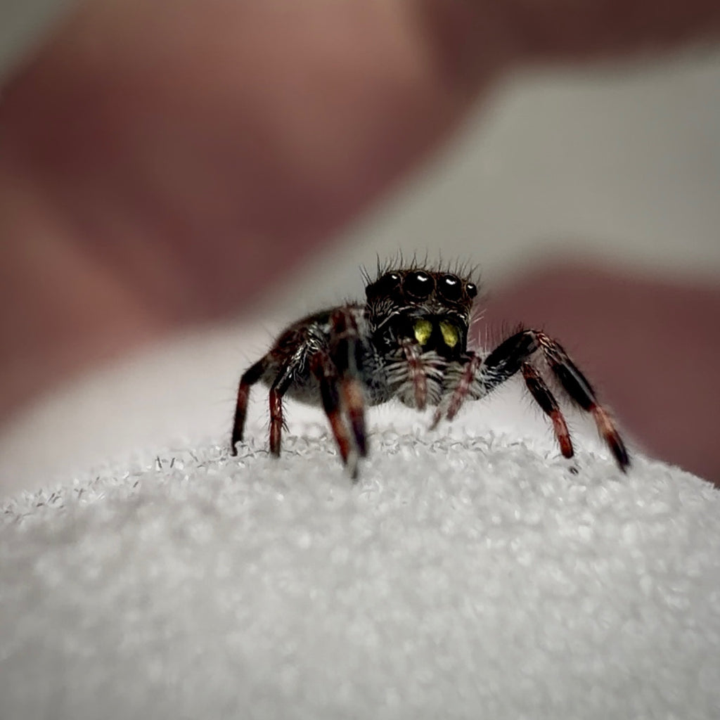 Jumping Spider Phidippus Regius - Bahamas - Unsexed - i5 - Coby