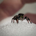 Jumping Spider Phidippus Regius - Bahamas - Unsexed - i5 - Coby