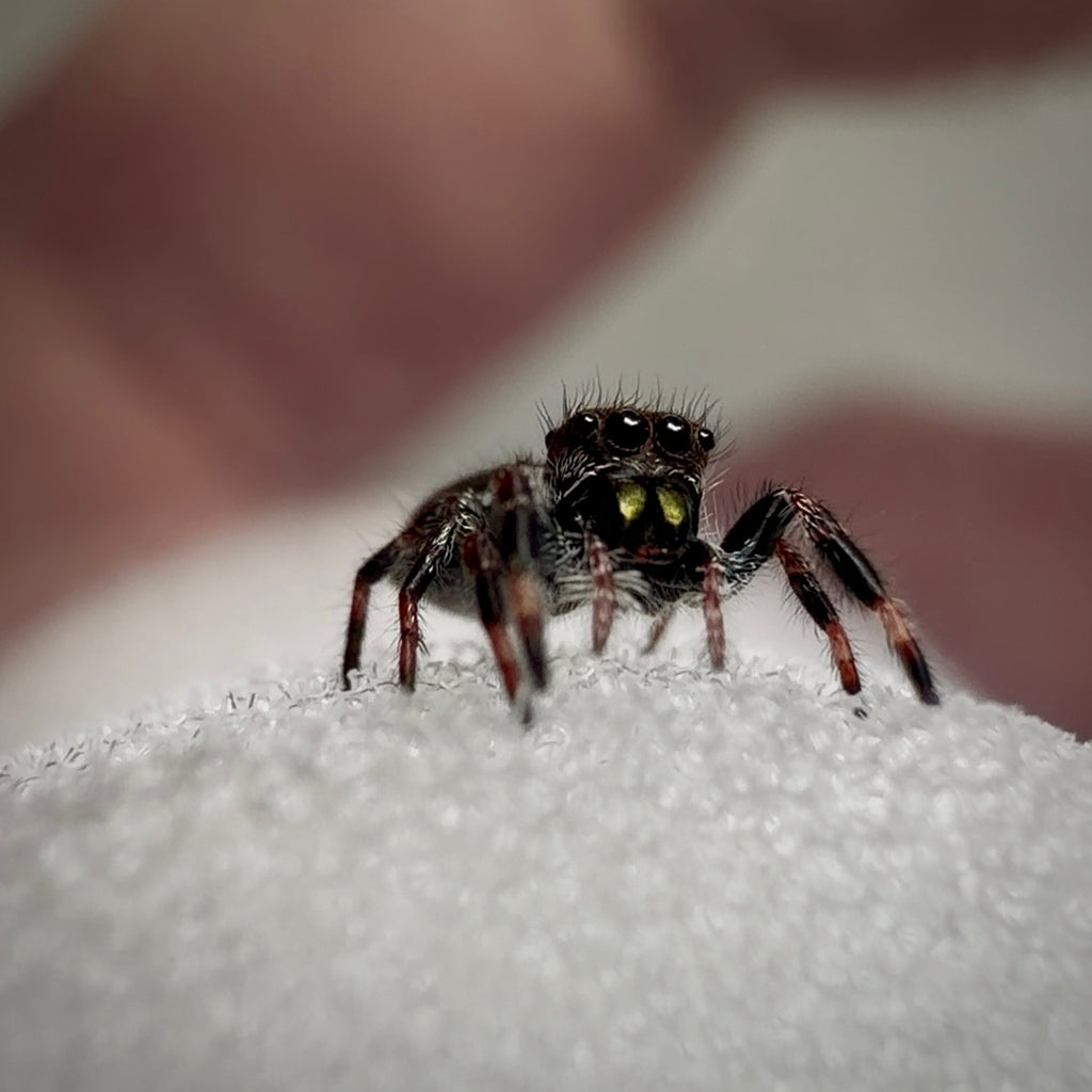 Jumping Spider Phidippus Regius - Bahamas - Unsexed - i5 - Coby
