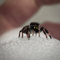 Jumping Spider Phidippus Regius - Bahamas - Unsexed - i5 - Coby