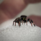 Jumping Spider Phidippus Regius - Bahamas - Unsexed - i5 - Coby