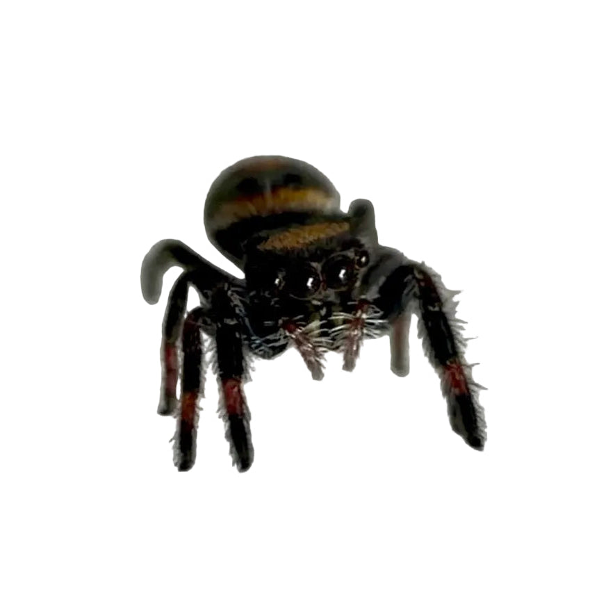 Jumping Spider Phidippus Regius - Bahamas - Unsexed - i5 - Robin