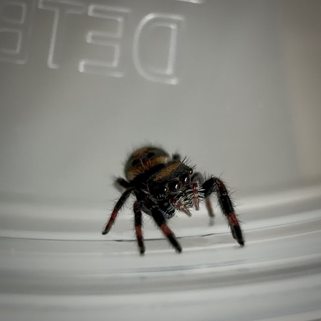Jumping Spider Phidippus Regius - Bahamas - Unsexed - i5 - Robin