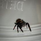 Jumping Spider Phidippus Regius - Bahamas - Unsexed - i5 - Robin