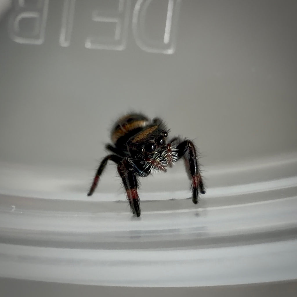 Jumping Spider Phidippus Regius - Bahamas - Unsexed - i5 - Robin