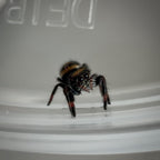 Jumping Spider Phidippus Regius - Bahamas - Unsexed - i5 - Robin