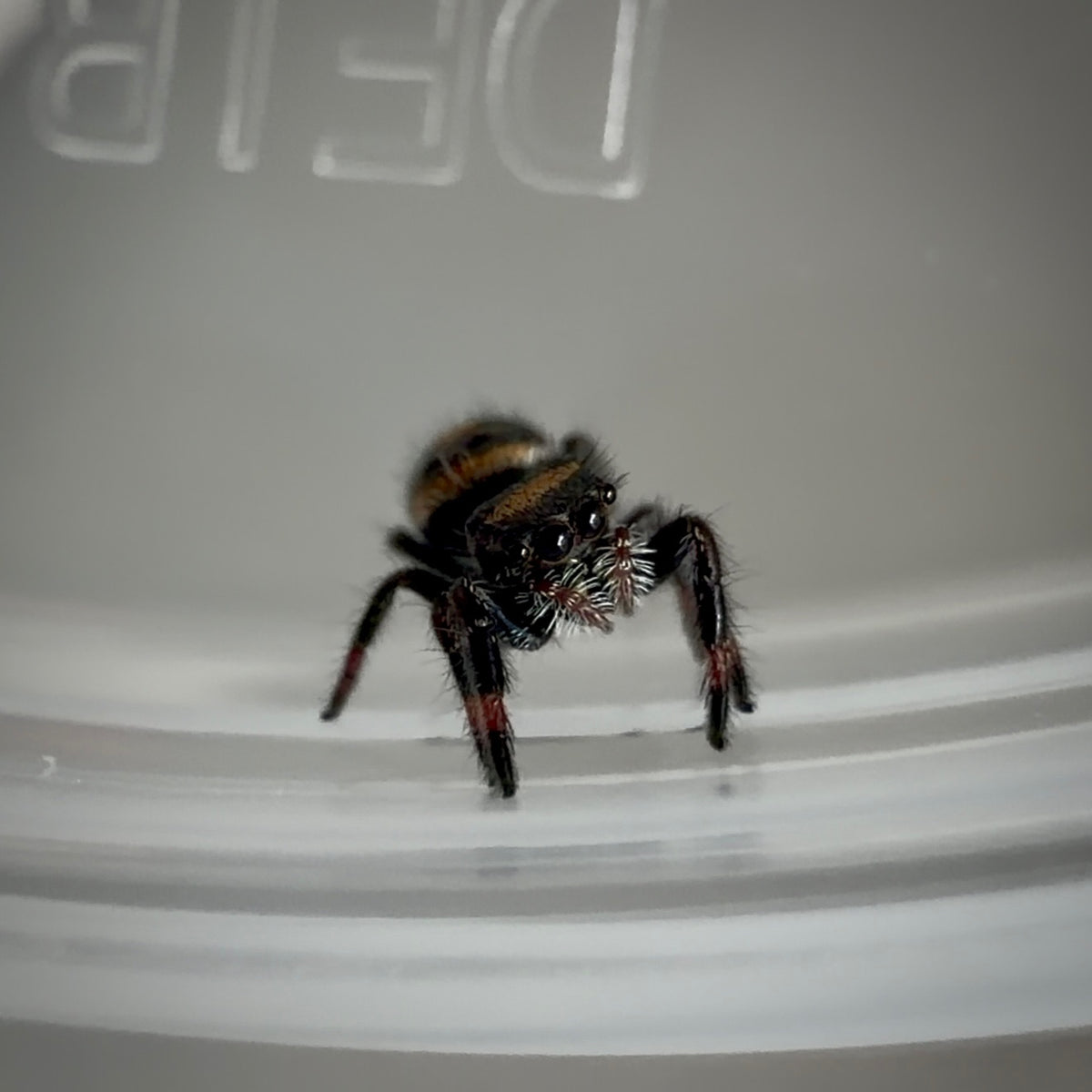 Jumping Spider Phidippus Regius - Bahamas - Unsexed - i5 - Robin