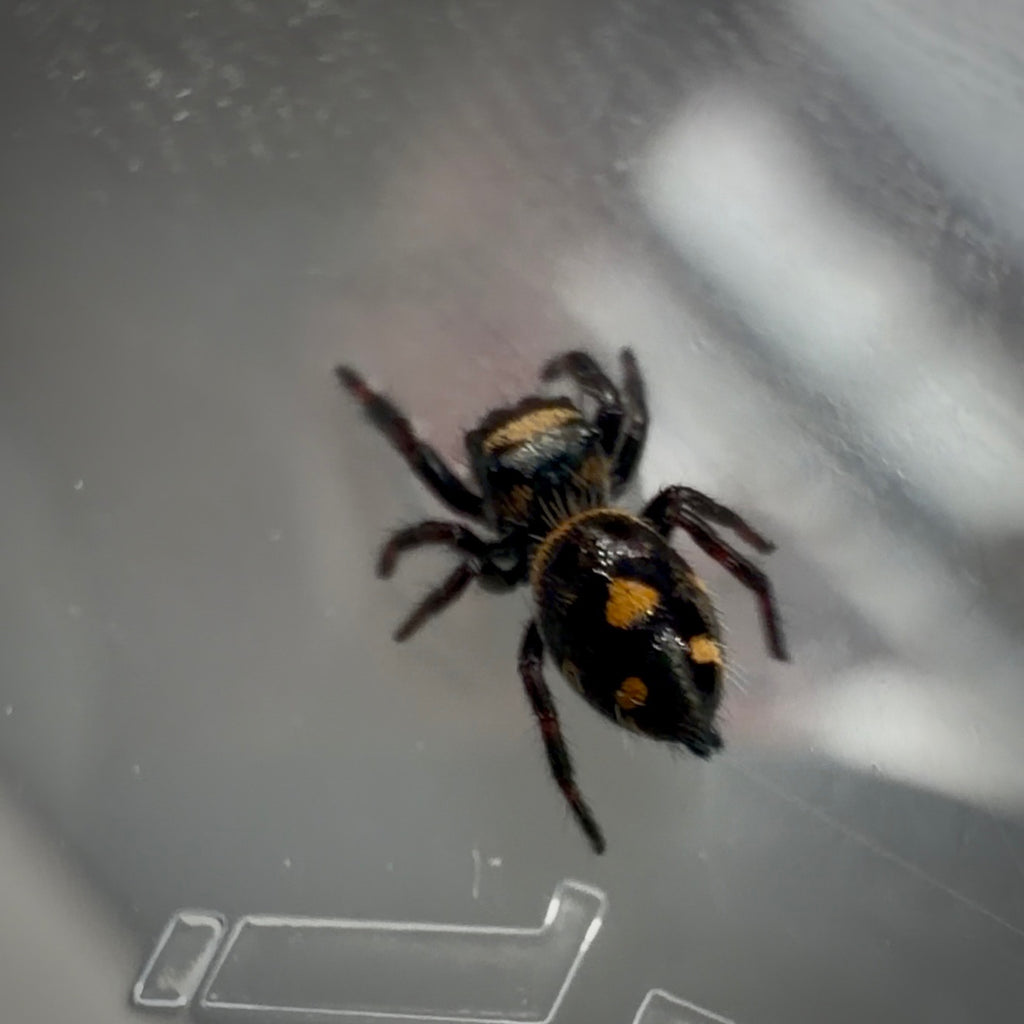 Jumping Spider Phidippus Regius - Bahamas - Unsexed - i5 - Robin
