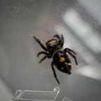 Jumping Spider Phidippus Regius - Bahamas - Unsexed - i5 - Robin