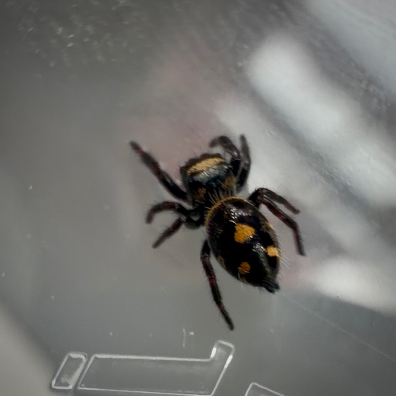 Jumping Spider Phidippus Regius - Bahamas - Unsexed - i5 - Robin