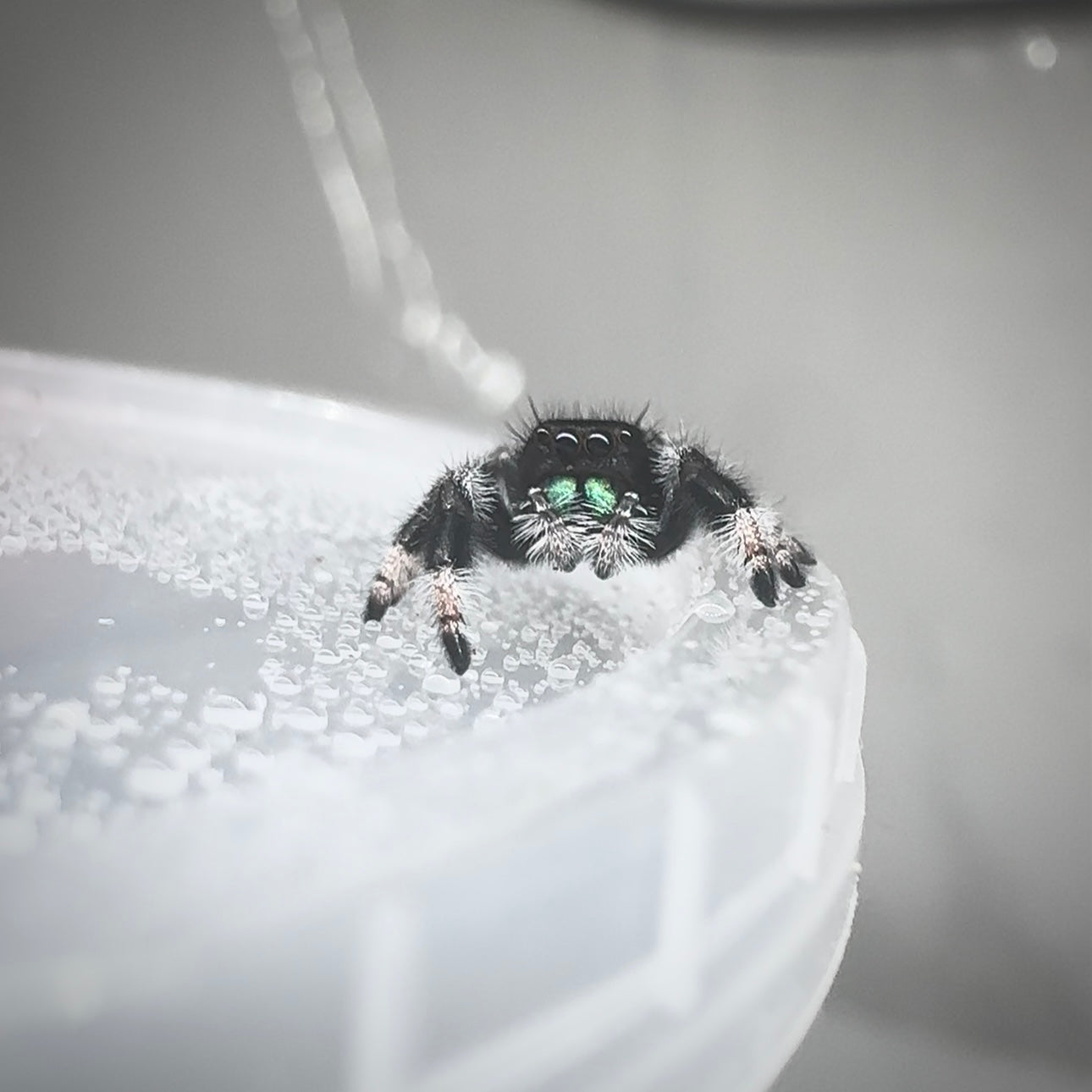 Jumping Spider Phidippus Regius - Apalachicola - Kiwi - Baby Spoods - For Sale