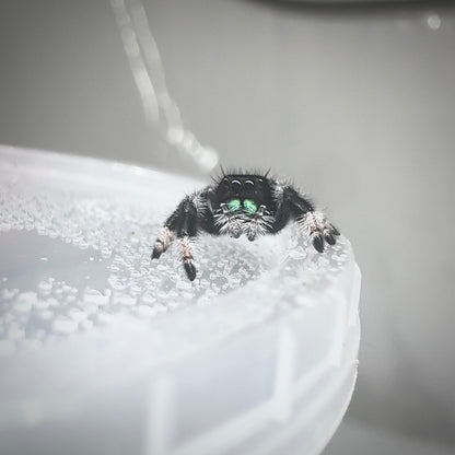 Jumping Spider Phidippus Regius - Apalachicola - Kiwi - Baby Spoods - For Sale