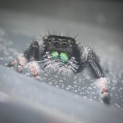 Jumping Spider Phidippus Regius - Apalachicola - Kiwi - Baby Spoods - For Sale