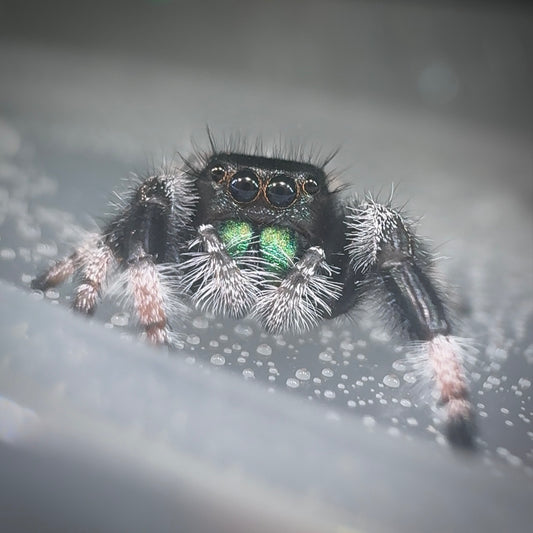 Jumping Spider Phidippus Regius - Apalachicola - Kiwi - Baby Spoods - For Sale