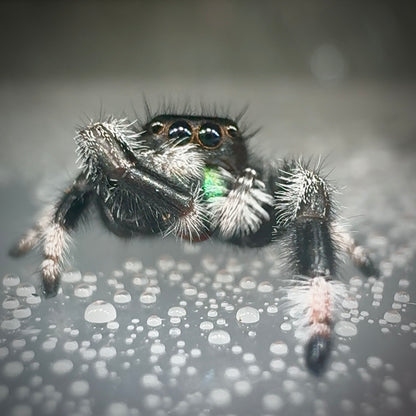 Jumping Spider Phidippus Regius - Apalachicola - Kiwi - Baby Spoods - For Sale