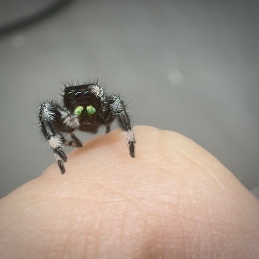 Jumping Spider Phidippus Regius - Apalachicola - Nugget - Spoods For Sale