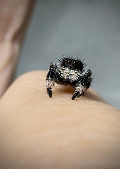 RESERVED Jumping Spider Phidippus Regius - Florida Male -  Baby Spoods - For Sale