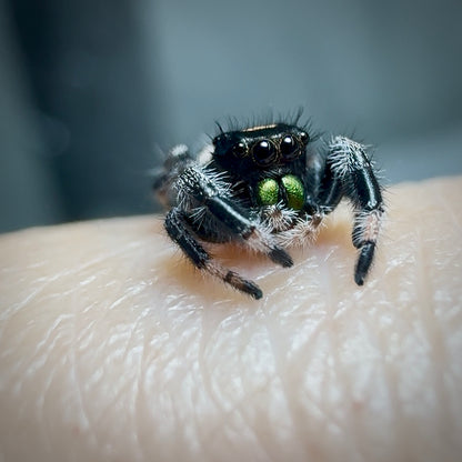 RESERVED Jumping Spider Phidippus Regius - Florida Male -  Baby Spoods - For Sale