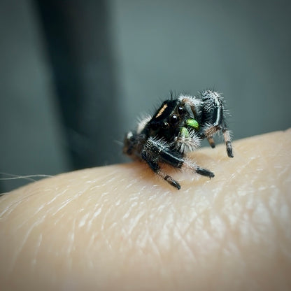 RESERVED Jumping Spider Phidippus Regius - Florida Male -  Baby Spoods - For Sale